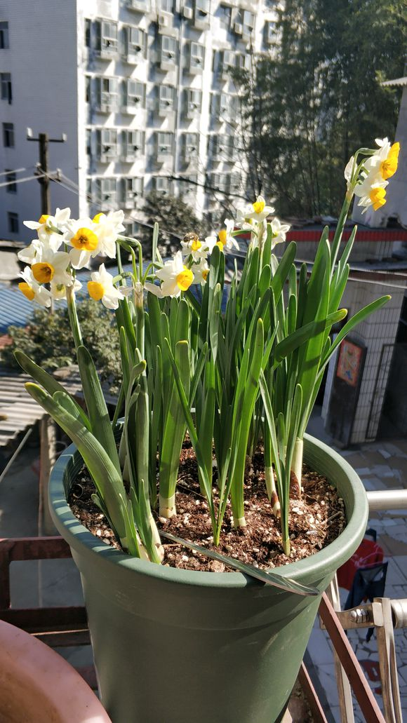 冬季养这5种花,不怕冷不冬眠,绿叶呼呼长,春节开出大红花