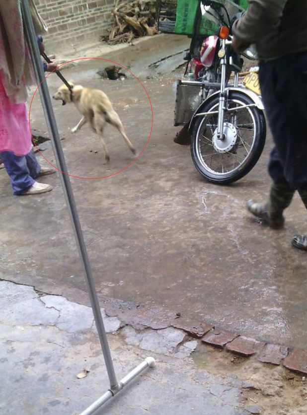 网友回农村过年遇到邻居卖土狗,200元一只就卖了,真残忍