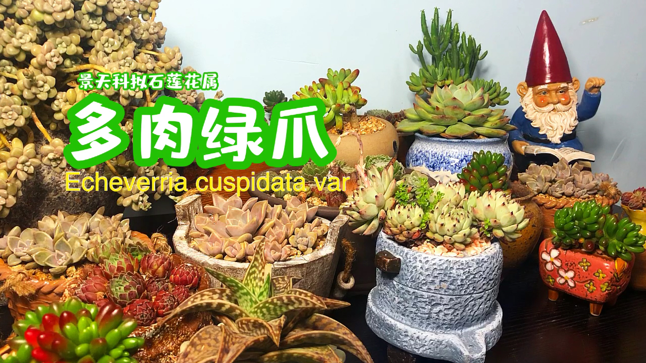 给绿爪多肉上盆 土里加这些东西,根壮叶肥,也无病虫害!