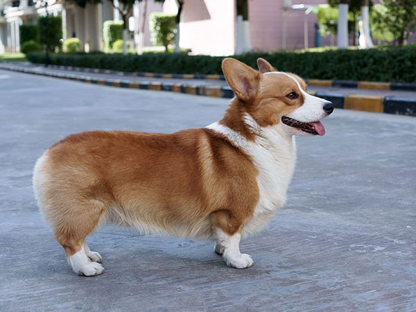 英国皇室宠物柯基:看完后终于明白,为何只有柯基独受女王恩宠