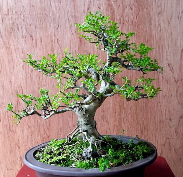 白蜡- 热门商品专区