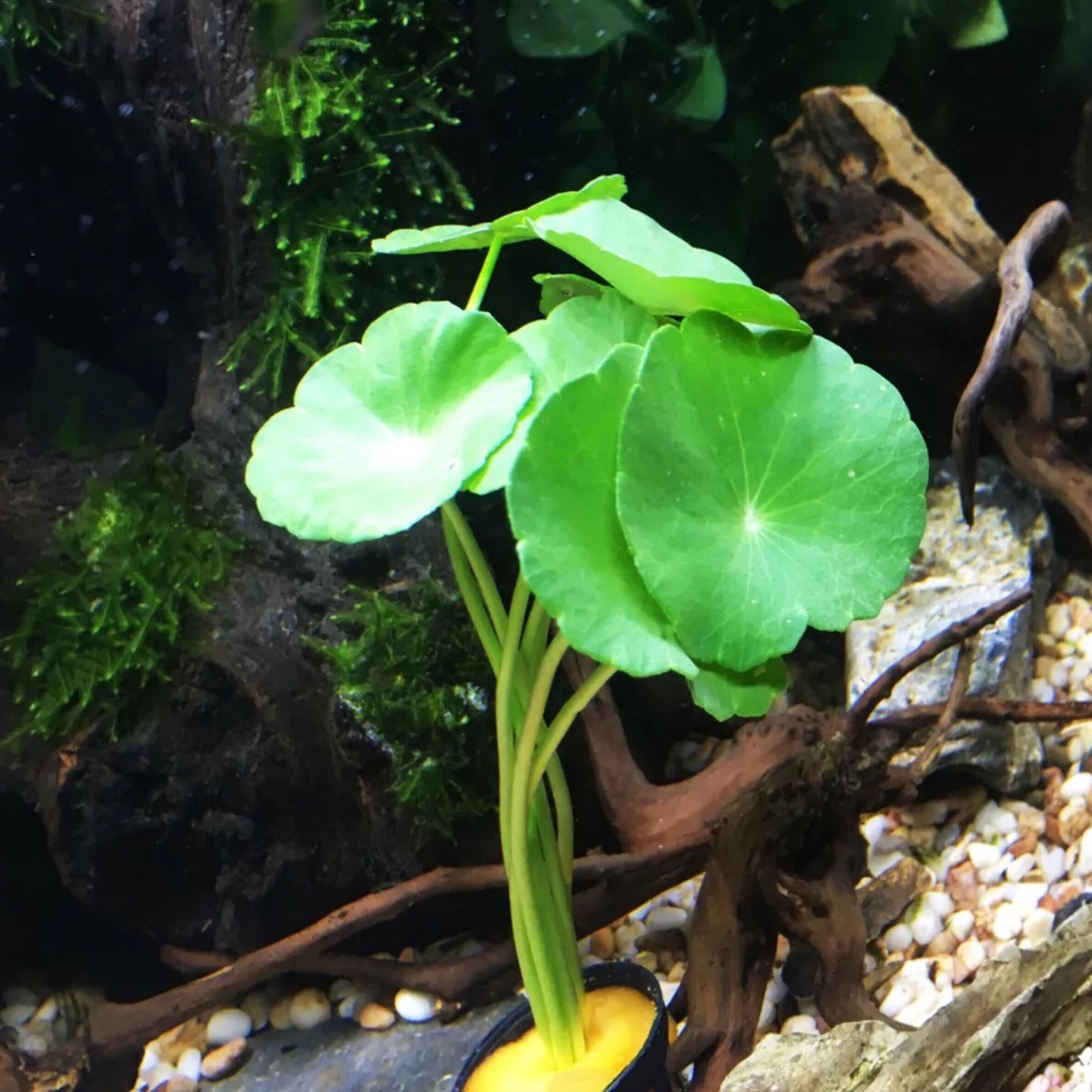 铜钱草养在鱼缸里太美了,喜水植物"转水"水草的方法终于学到了