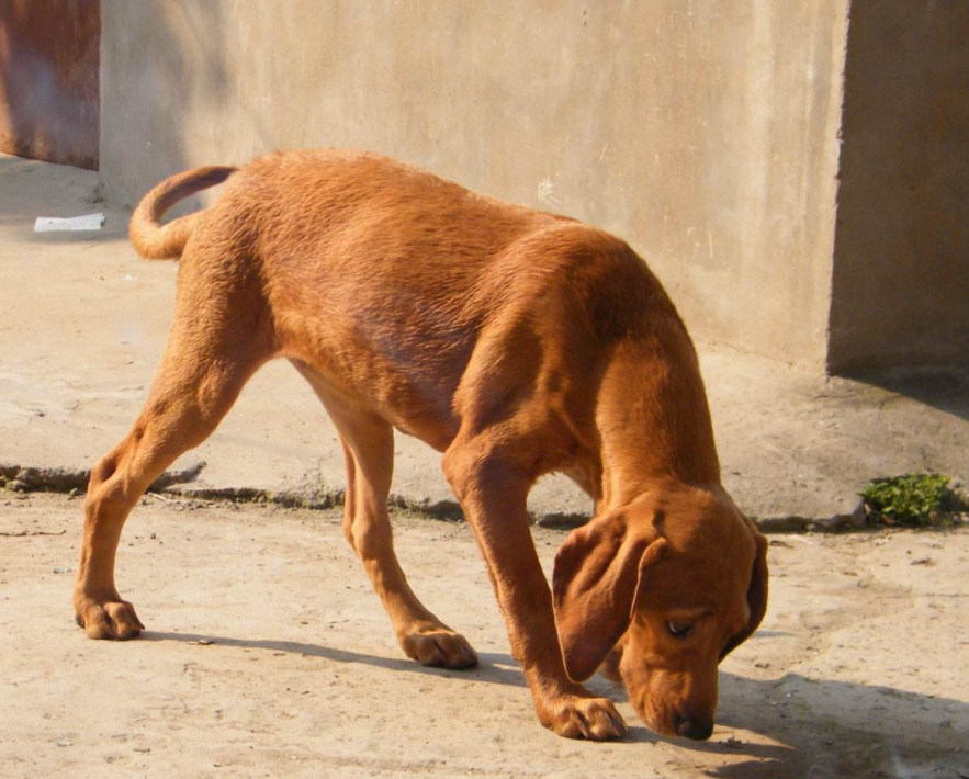 寻血猎犬原产地比利时,别名圣·休伯特猎犬,最老的嗅觉猎犬之一