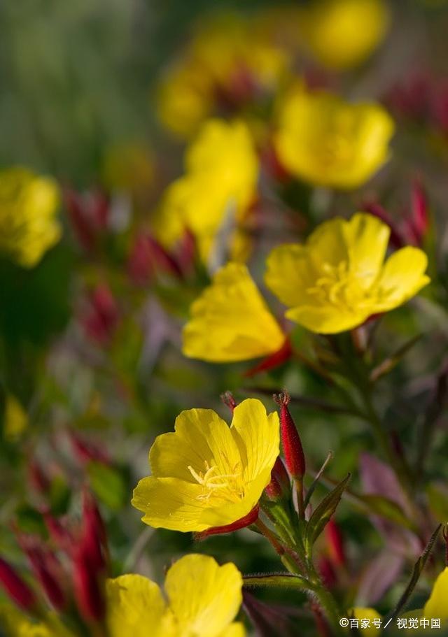 月见草的花语:"默默的爱",它的传说是什么呢?