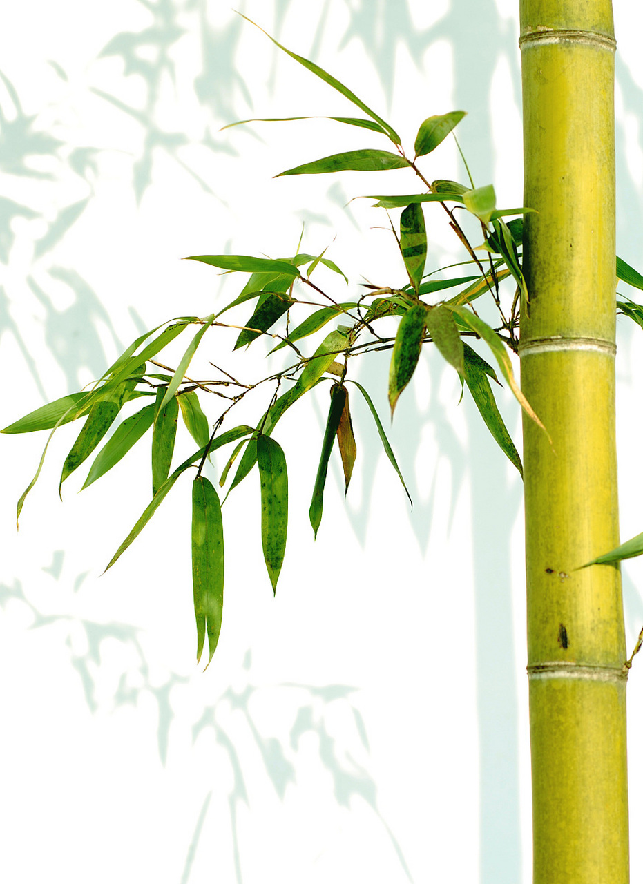 "新竹高于旧竹枝,全凭老干为扶持.下年再有新生者,十丈龙孙绕凤池.