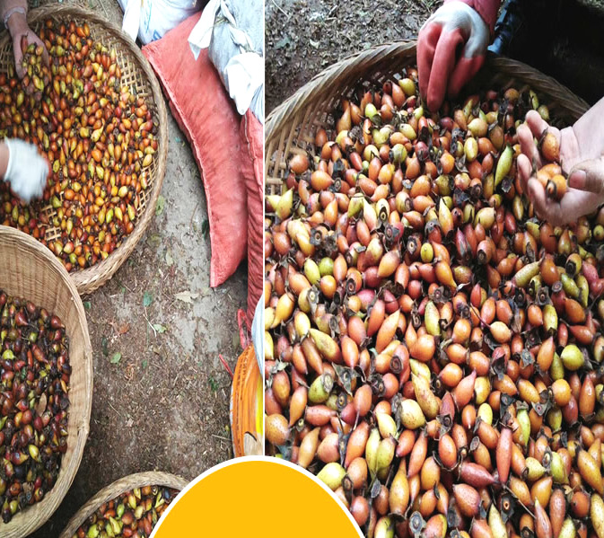 野生"山石榴",久服令人耐寒轻身,益气