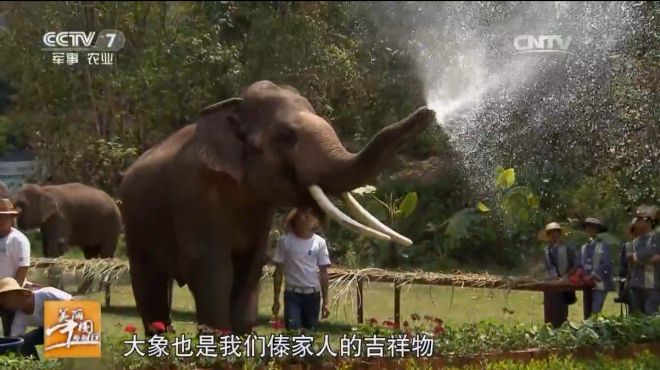 [图]美丽中国乡村行：神奇乡村之奇俗--泼水节，傣家人的吉祥物大象