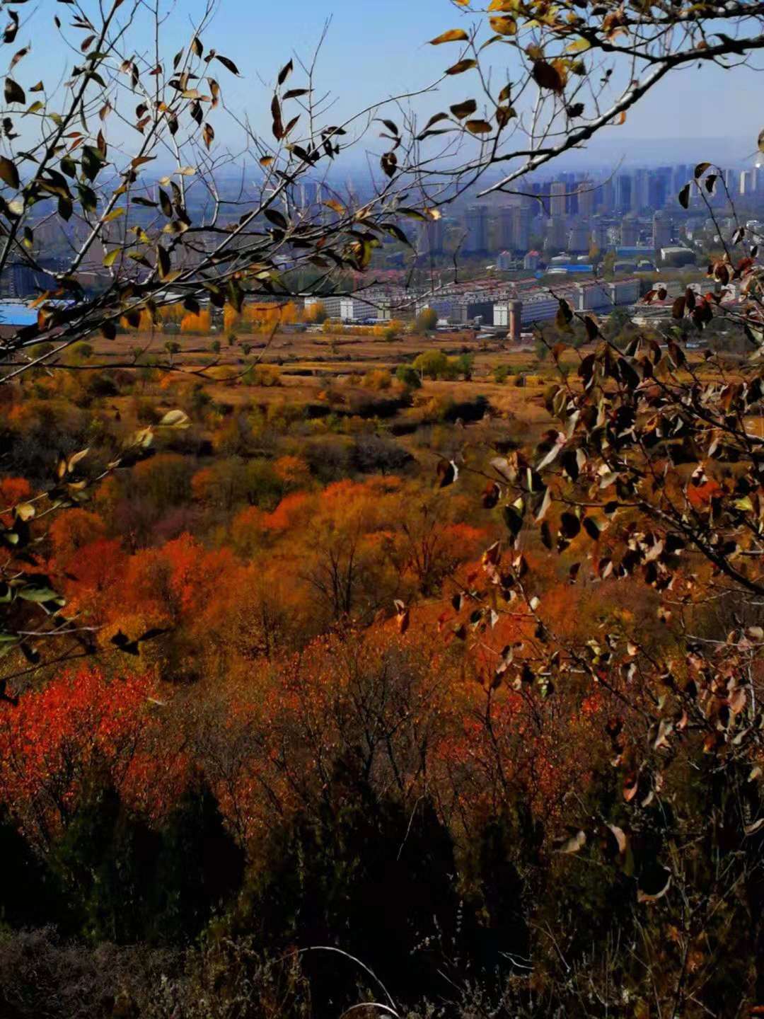 霜天万里,寒烟寥廓,绚烂的树叶即将飘落,它们开始一片一片敲打着冬天