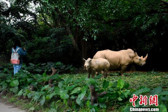 中国白犀牛图片