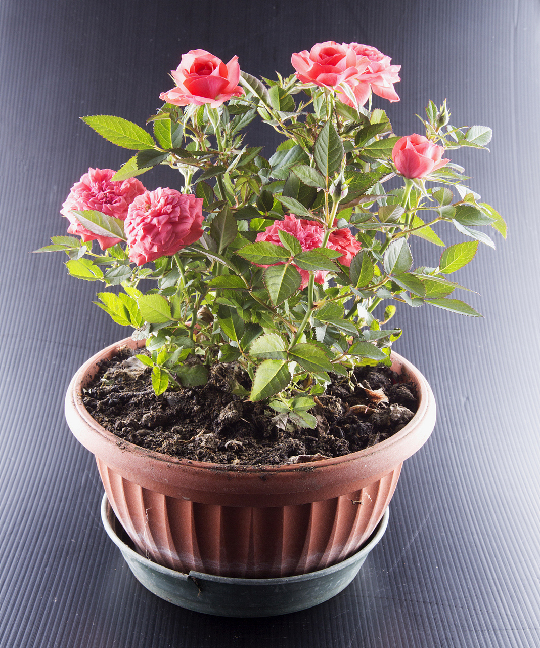 那么,什么样的土质才适合盆栽芍药的生长呢?