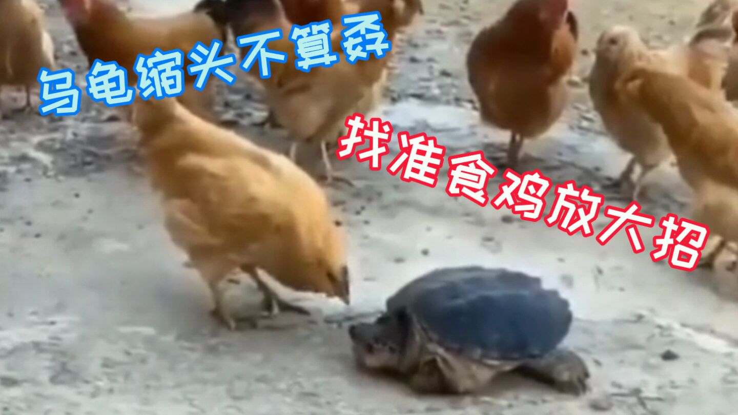 搞笑配音:乌龟缩头不算孬,找准食鸡放大招,东北方言!