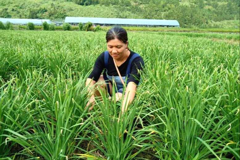 种植什么一亩六七十万(种植什么一亩六七十万?推荐6种暴利种植项目)