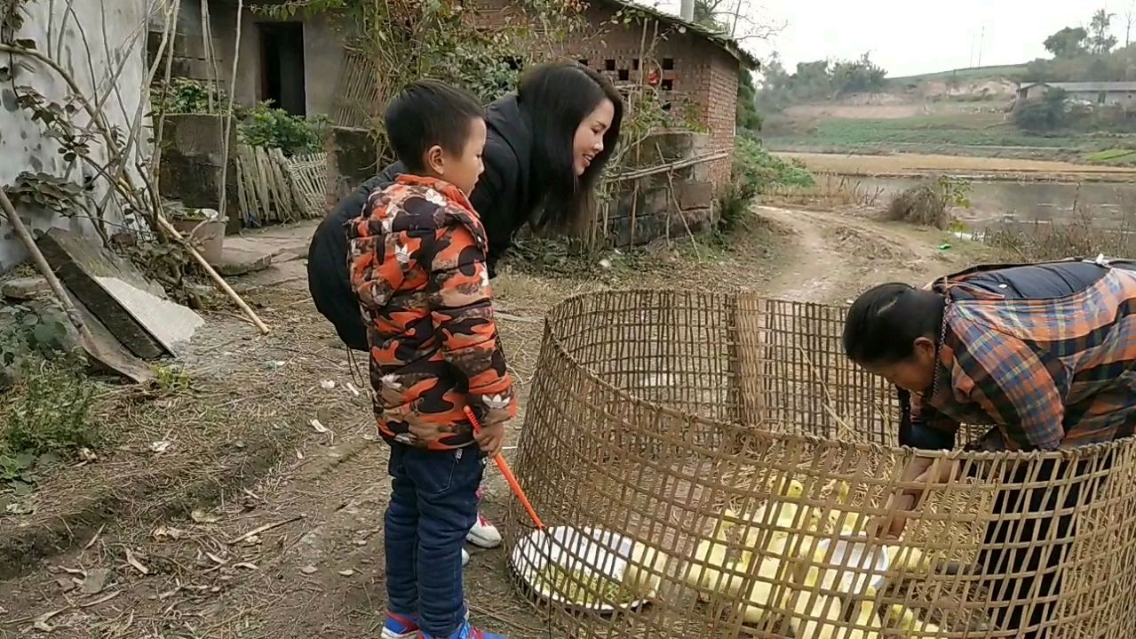 妹子远嫁四川,婆婆刚养的鹅儿媳妇都想好怎么吃了?婆婆也是服了
