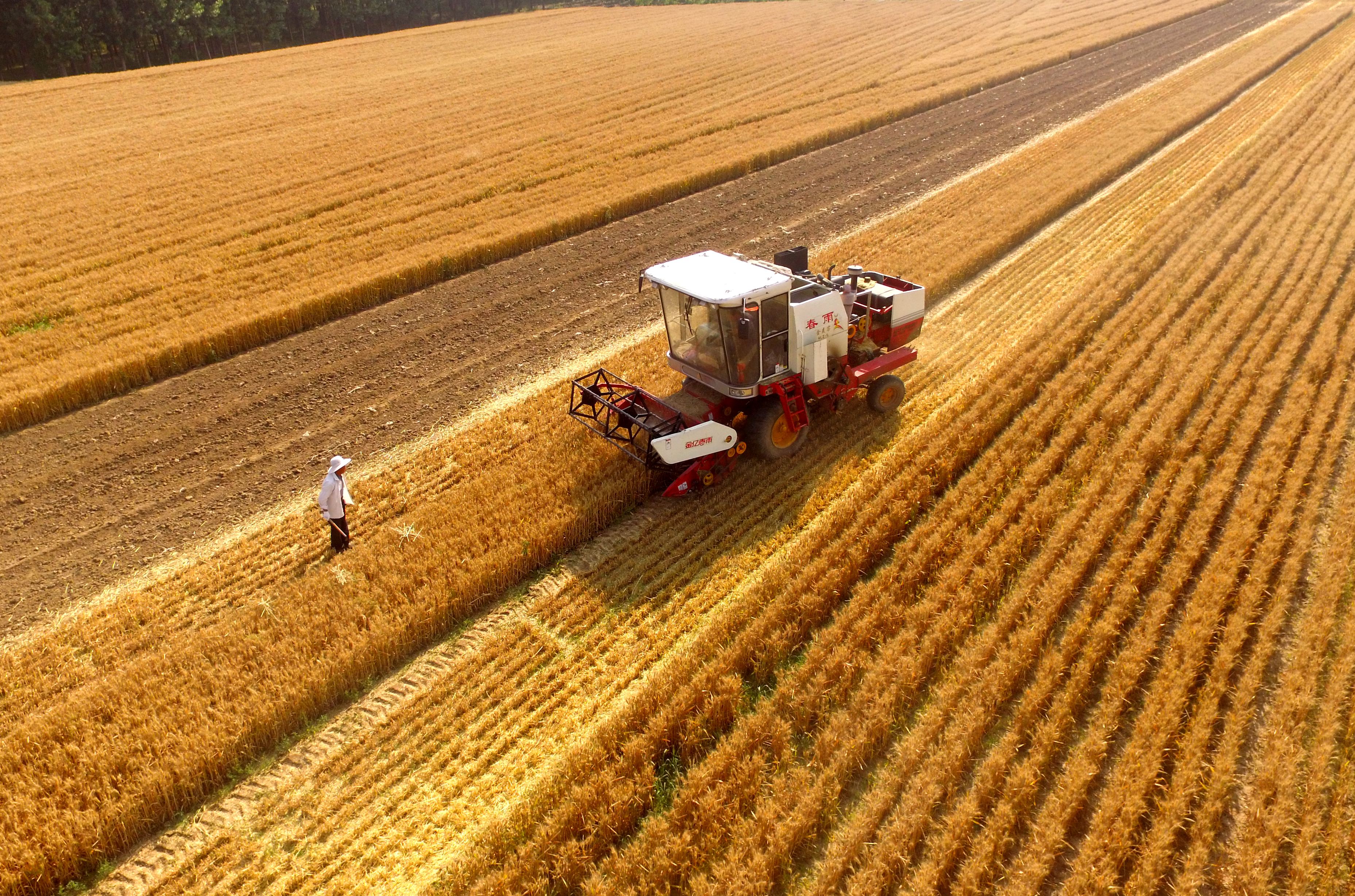 全国小麦收获进度过八成(1)