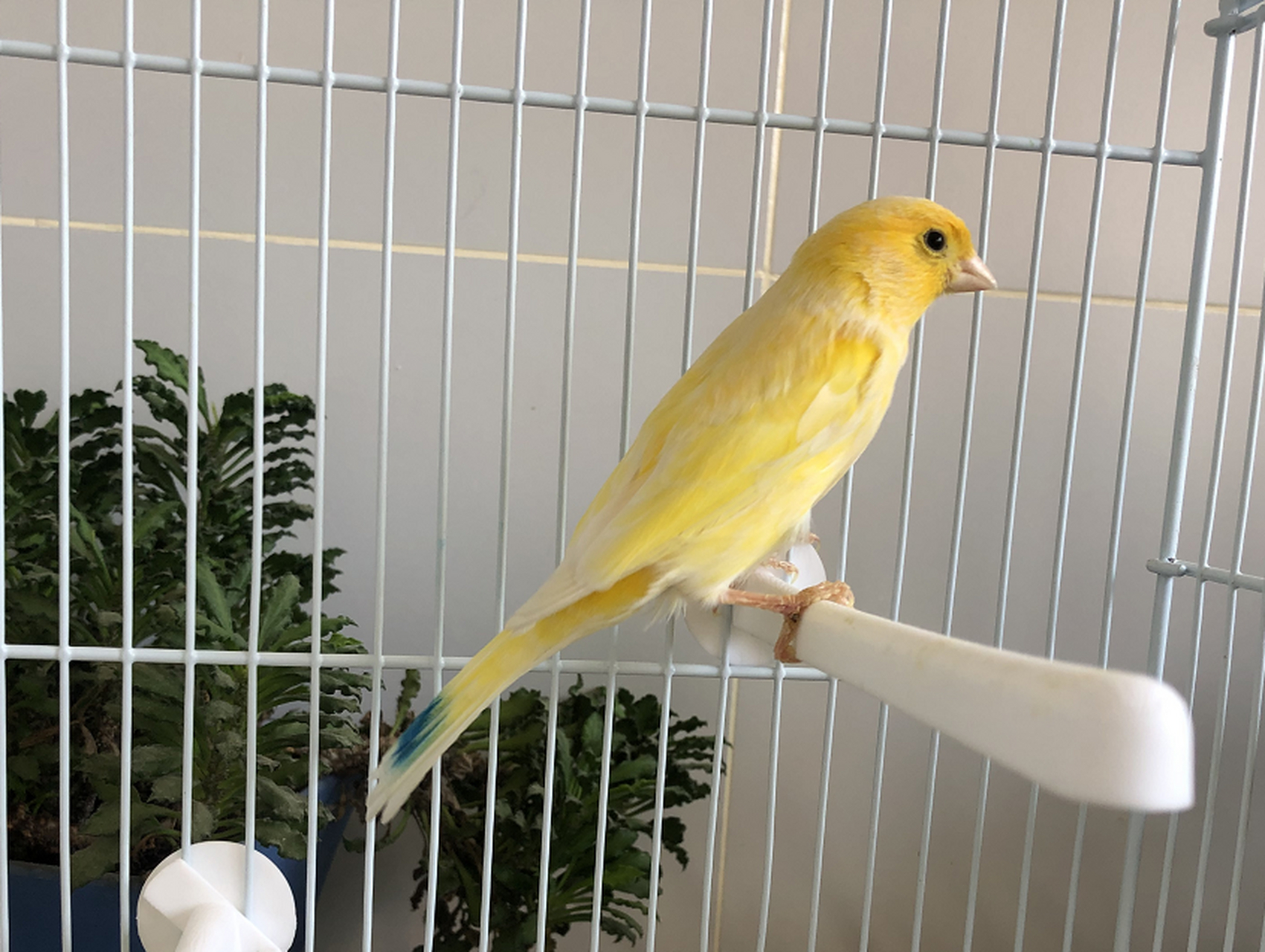 每日打卡# 芙蓉鸟幼鸟鉴别公母的方法!