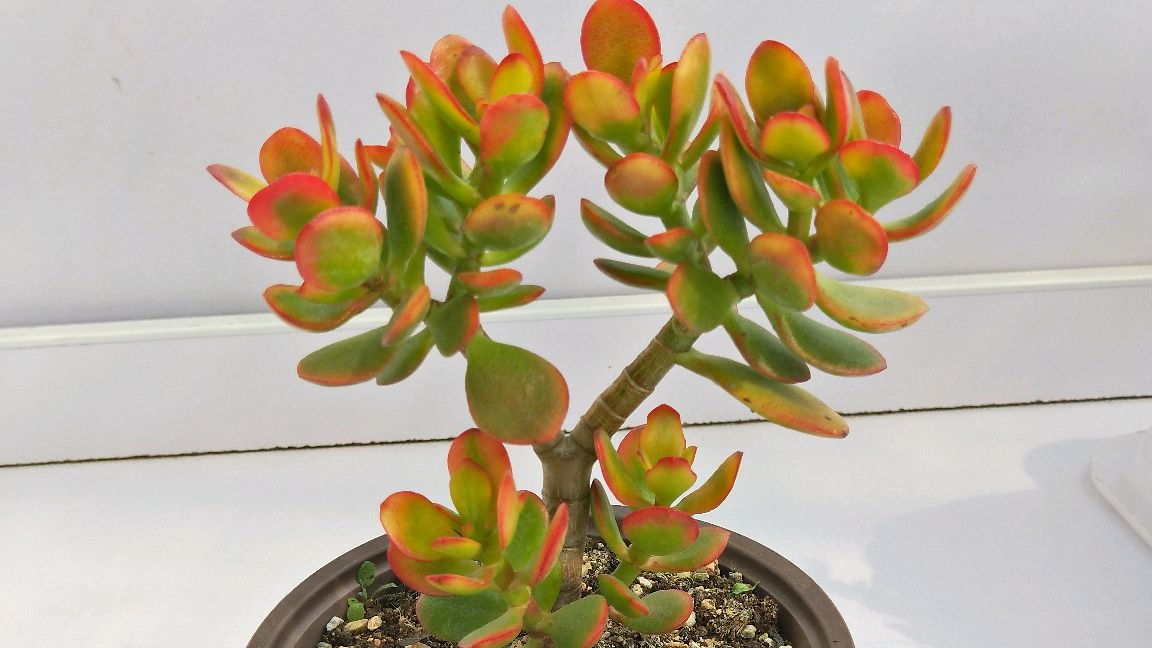 多肉老桩栽种方法,简单方便,你学会了吗