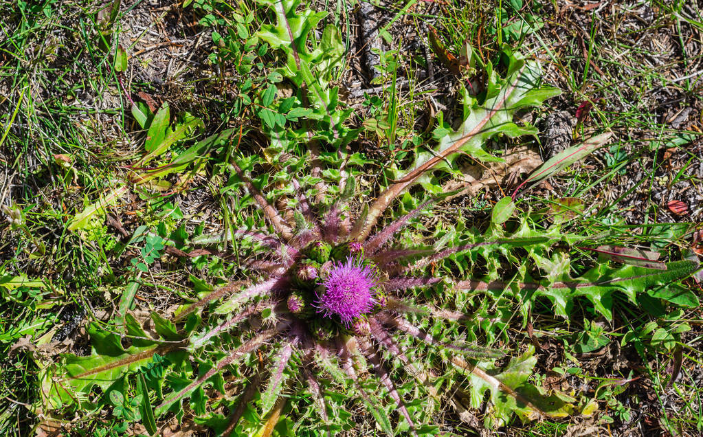 刺角芽是什么野菜,你知道如何吃吗?
