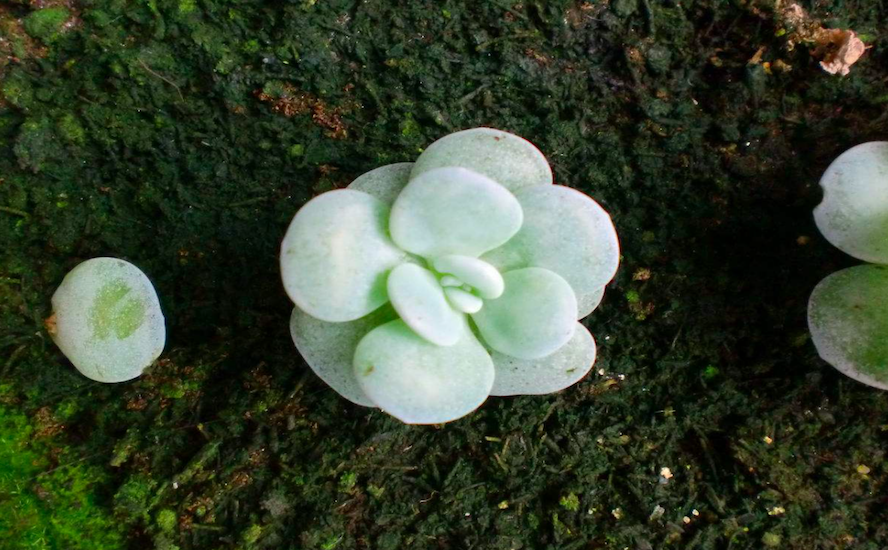 冰清玉洁多肉植物图片