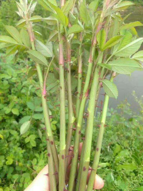 小时候在农村吃过的零食,有谁全吃过?