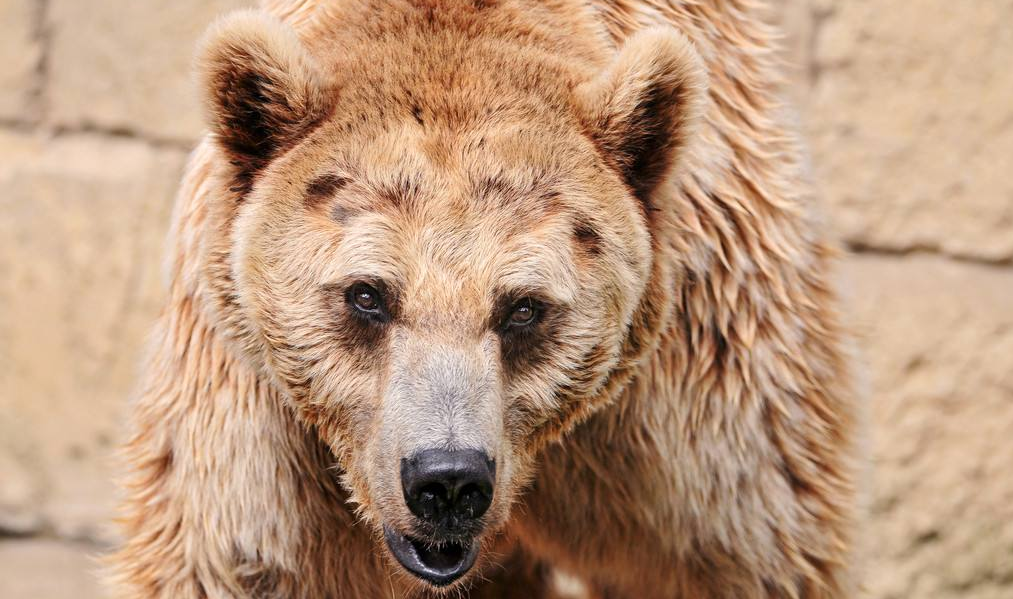 洞熊,约2万年前的冰河时期灭绝,因其化石在洞穴中被发现,所以被称为洞