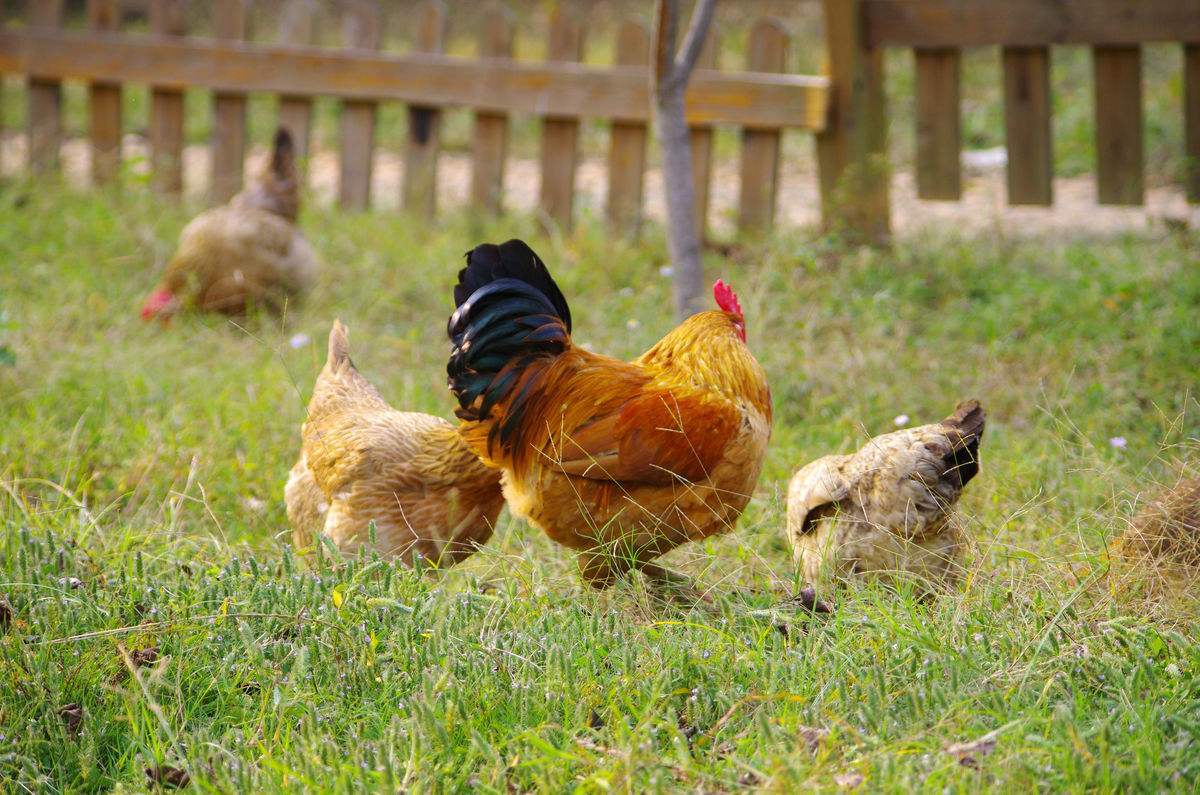 土鸡- 热门商品专区