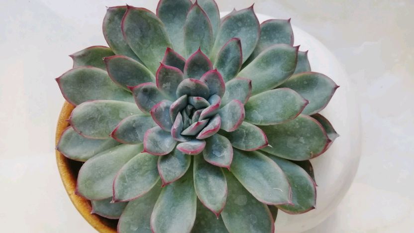 掌握了月光女神的养护的繁殖方式,你的多肉才会更多更漂亮