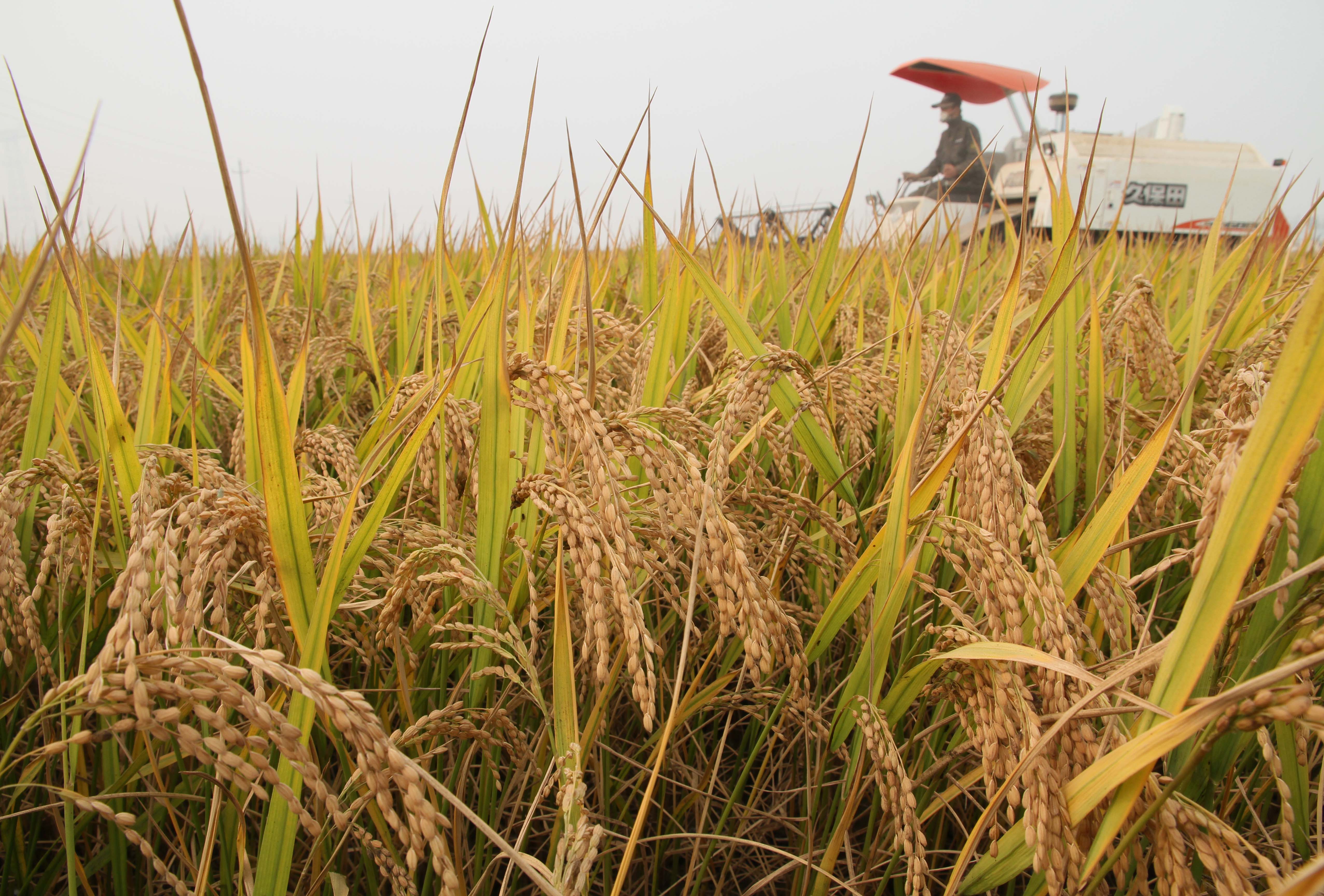 水稻是我们的主食之一,如果水稻抽穗困难,可能是这5个原因!