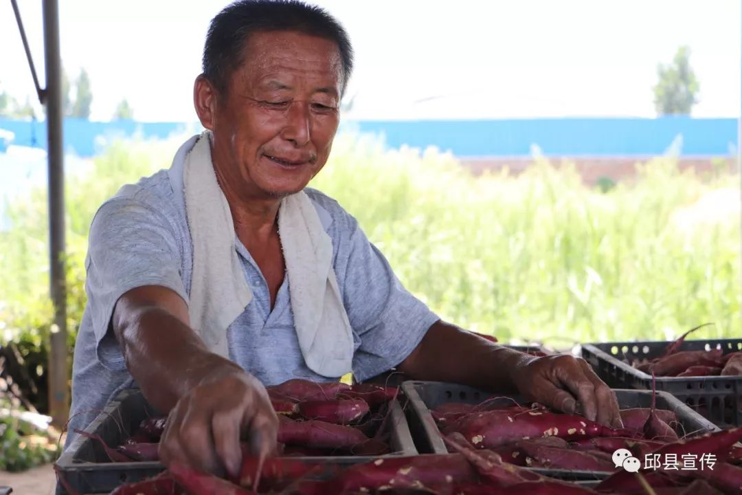 跟着"地瓜哥"干,年年发"薯"财:邱县红薯的故事