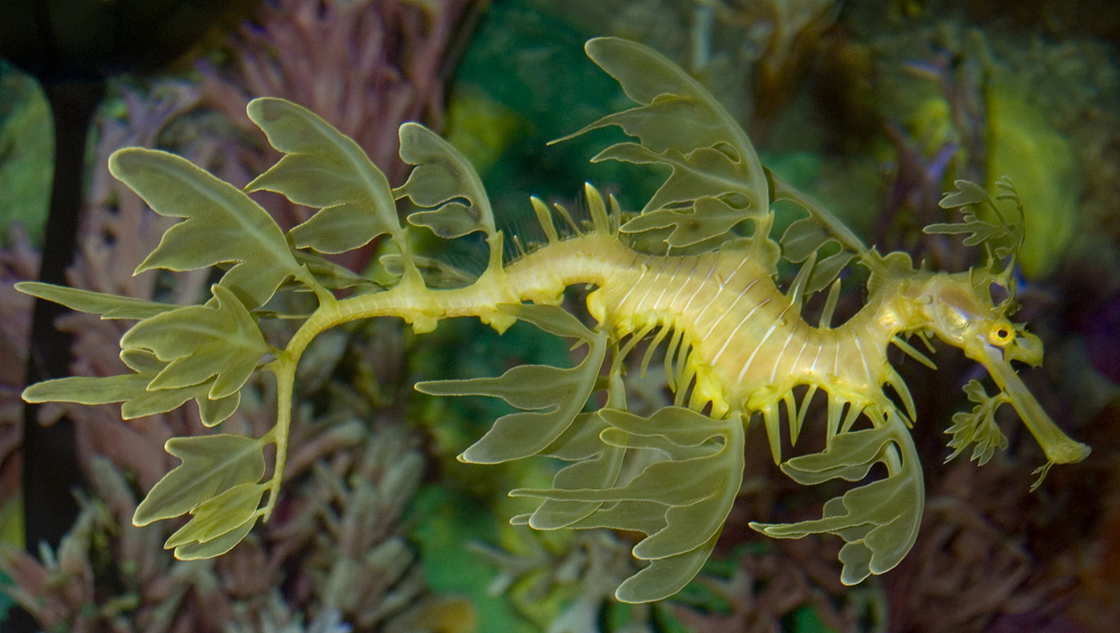 保护动物# 叶海龙属鱼类.体长平均30厘米,身体由骨质板组成.