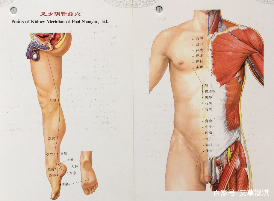 孩子的发育情况与这条经络有关 孩子的发育情况与这条经络有关