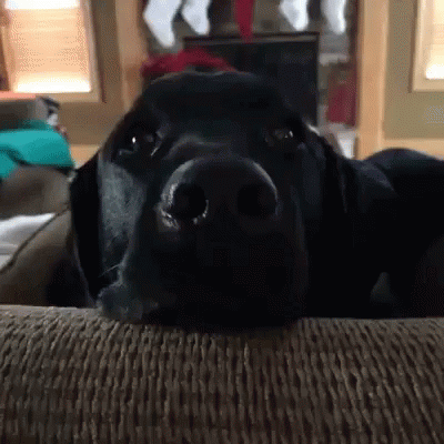 黑狗震惊的表情包图片