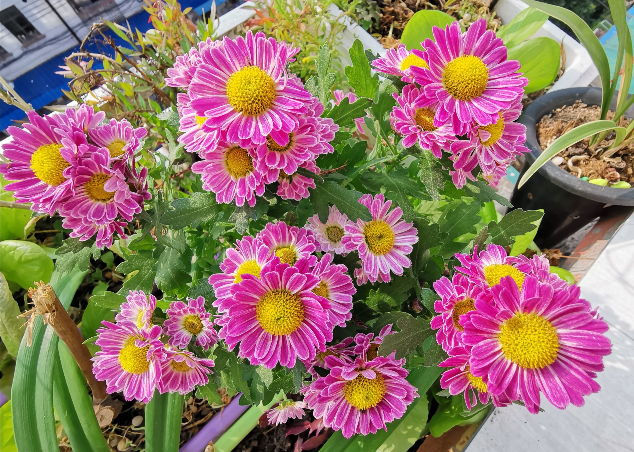 美艳的复色粉女王菊