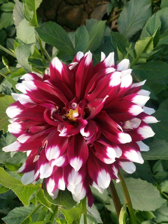 刚买的大丽花,叶子咋就这么惨了?没有挂掉已经很万幸了!