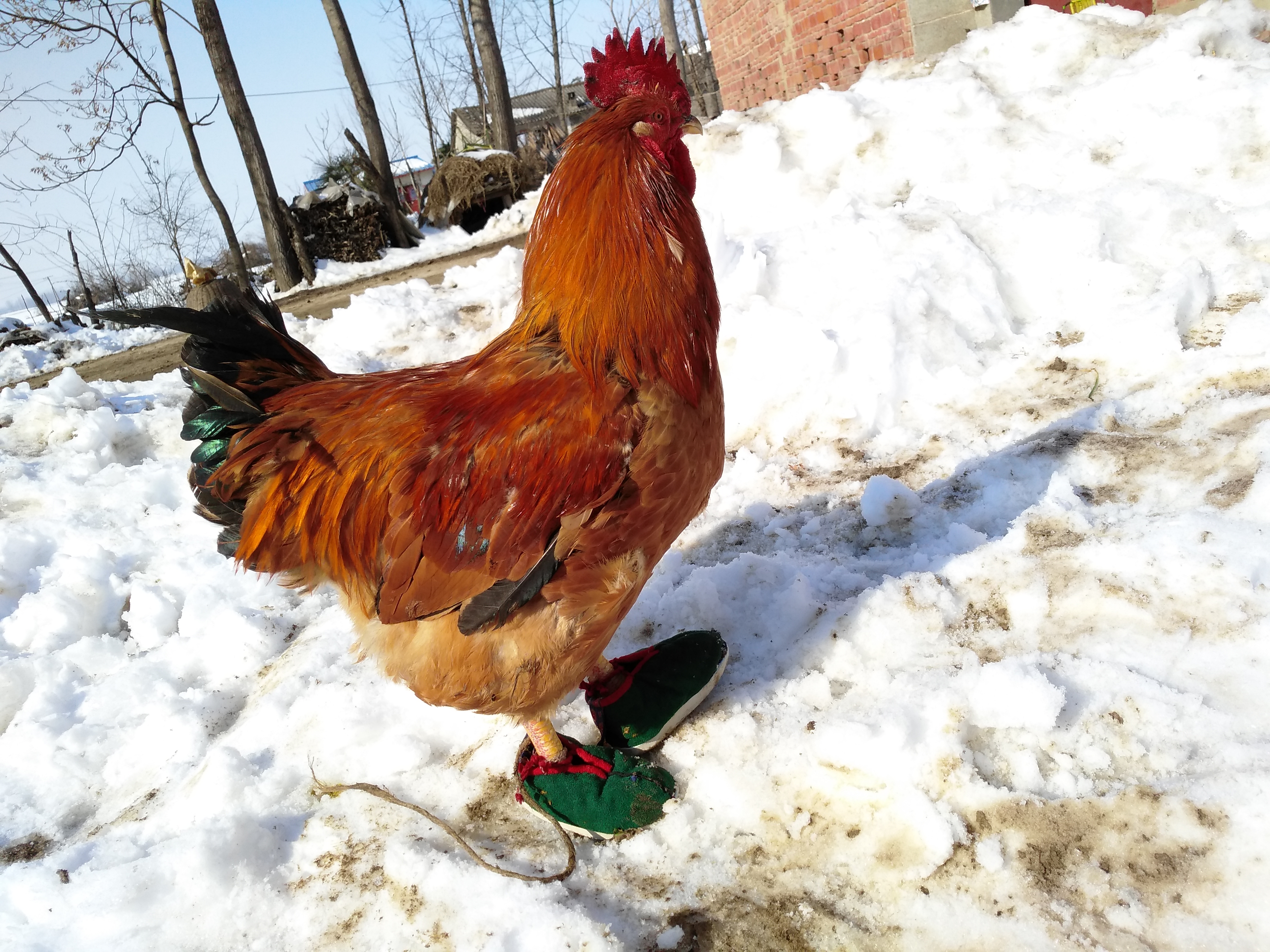 你见过鸡穿鞋吗?看它们穿上鞋金鸡独立的样子,威风凛凛够霸气