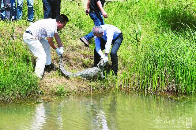 《安徽扬子鳄国家级自然保护区管理办法》,请你来建言