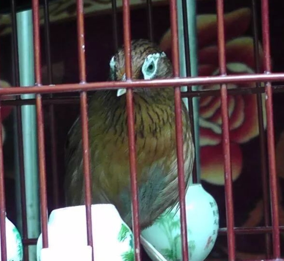 说说画眉鸟的眉形和饲养价值