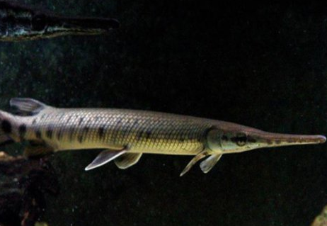 在地球已生存一亿年,个头巨大还刀枪不入,很少会有人吃!