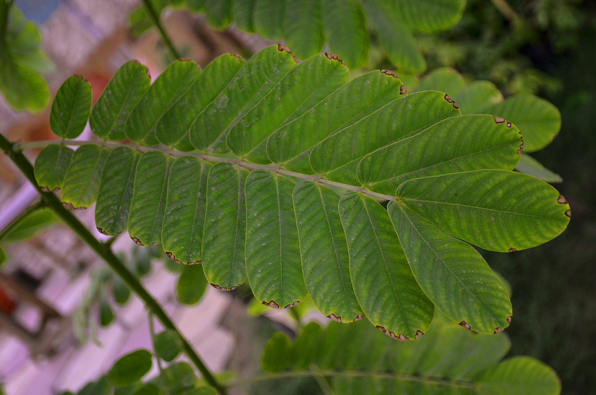 羽状复叶为植物增添了独特的外观特征,也利于光合作用和观赏[原文