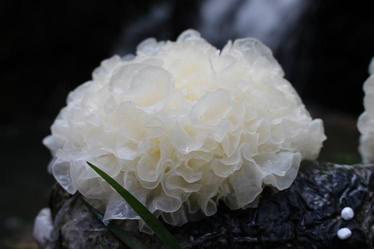 银耳滋阴养颜,但超市老板却提醒:有4个特征的银耳,便宜也别买