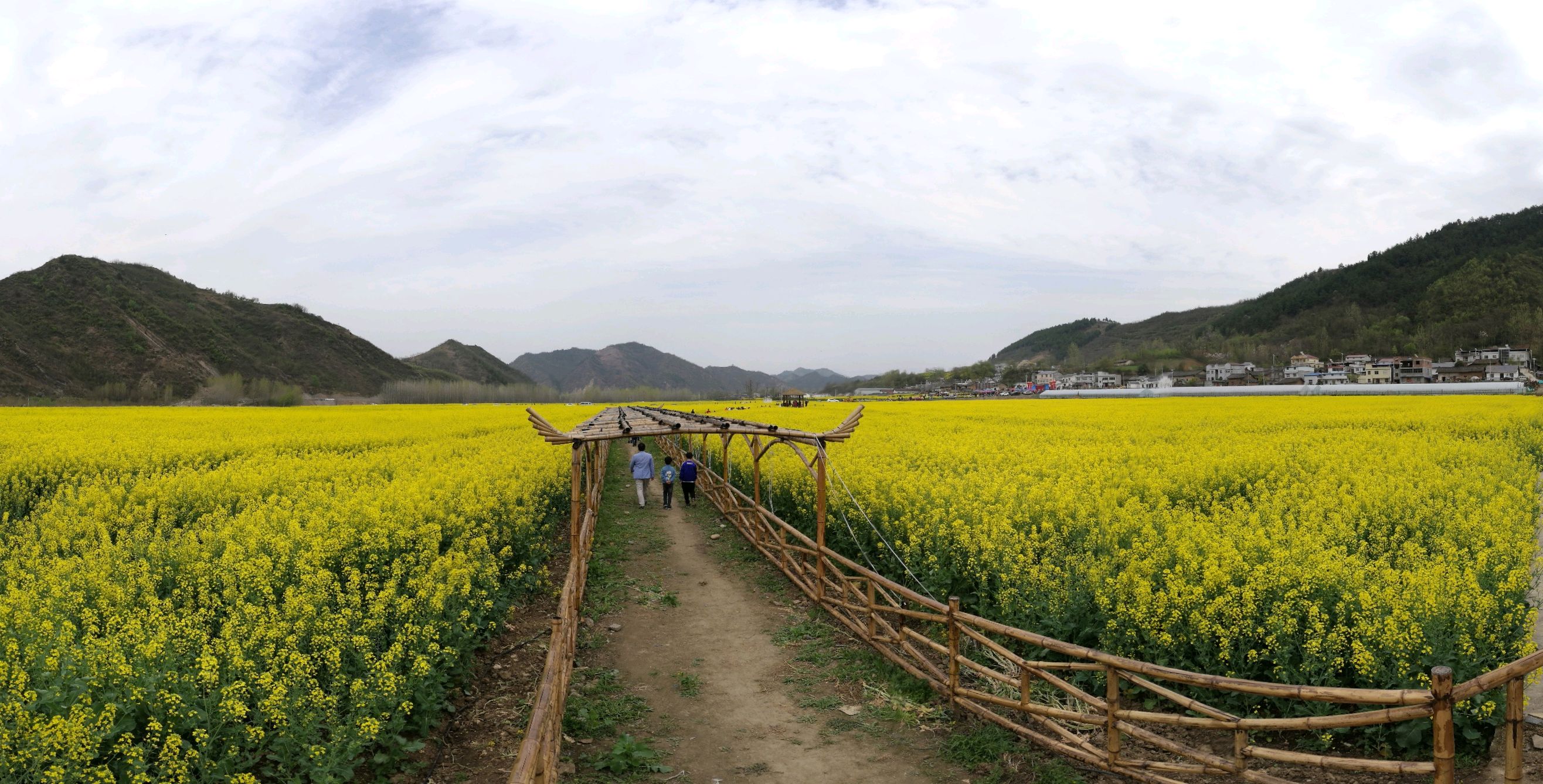 郧阳区五峰乡油菜花海