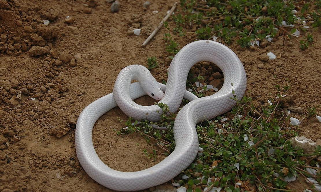 清朝怪案子,这寡妇养宠物蛇获罪,被重罚两百五十八万三千元!