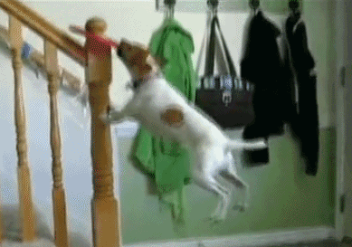 搞笑图片:汪星人:救命啊要秃了!