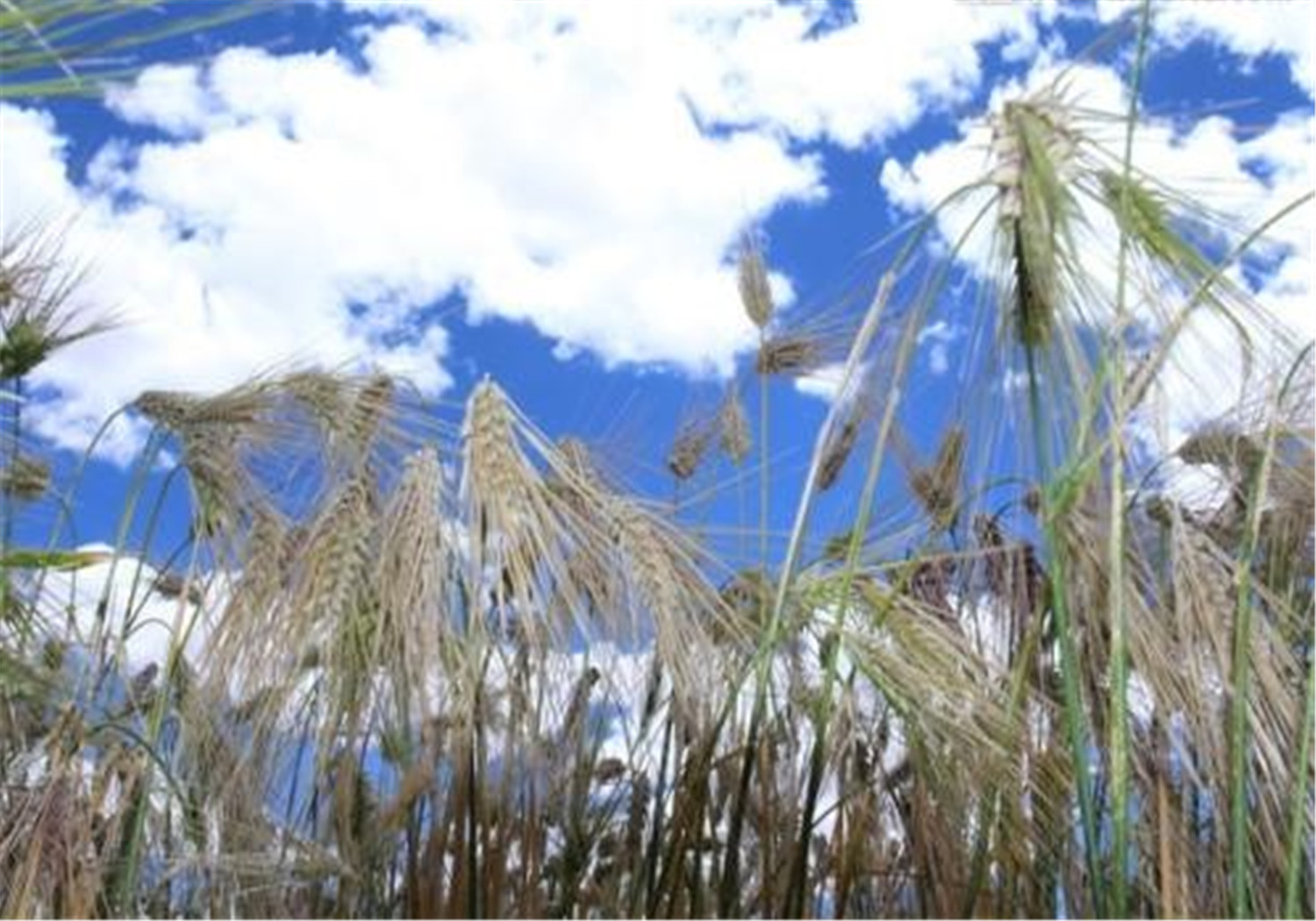 青稞- 优质问答专区