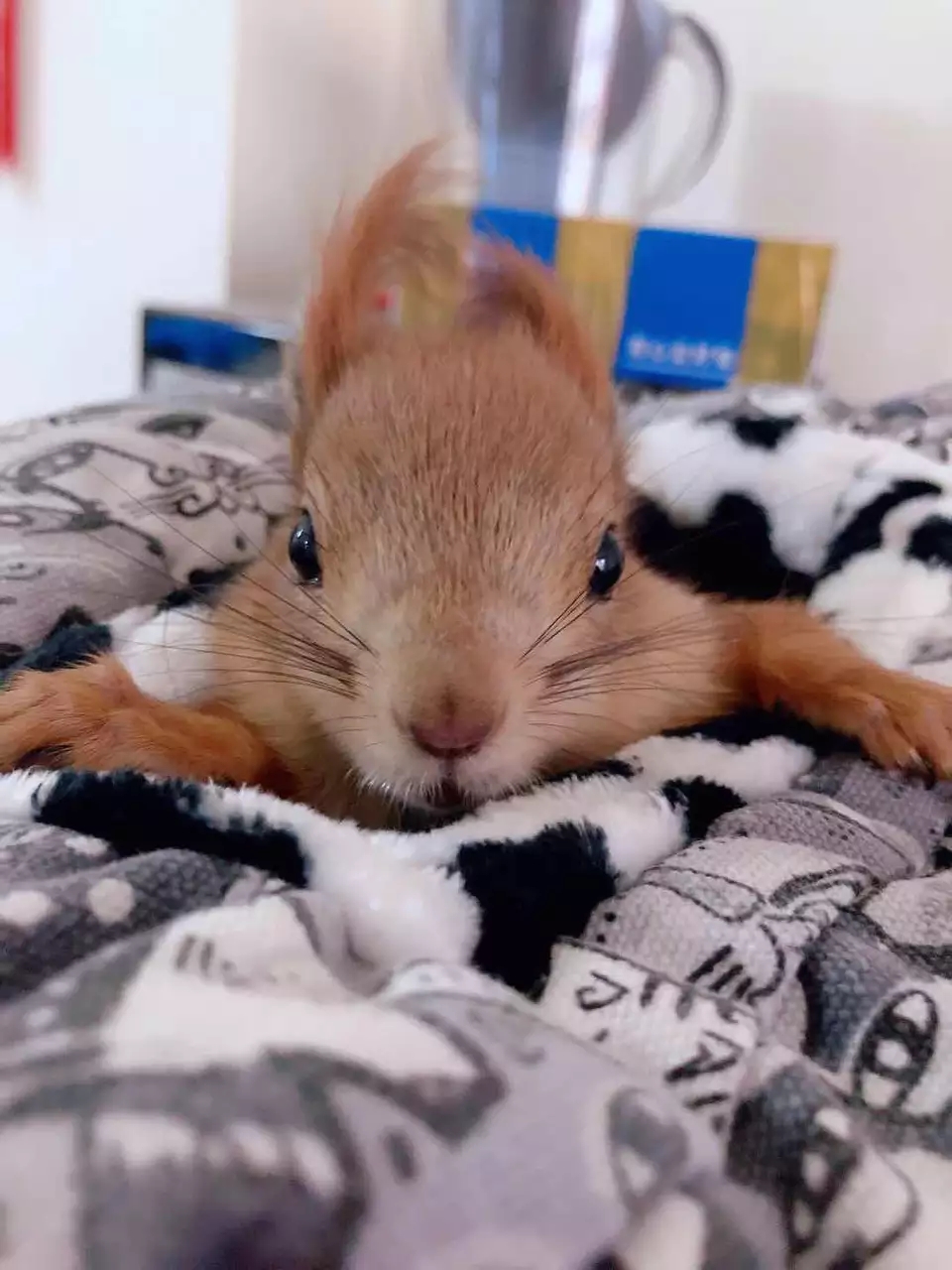 松鼠都有什么品种,宠物松鼠生病怎么治疗