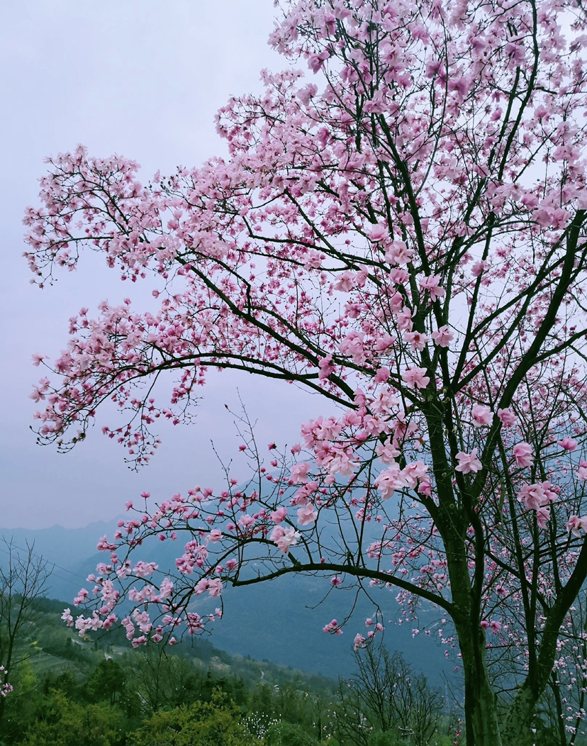 九皇山辛夷花:若花开能带来幸福,那我祈祷你的世界花开成海!