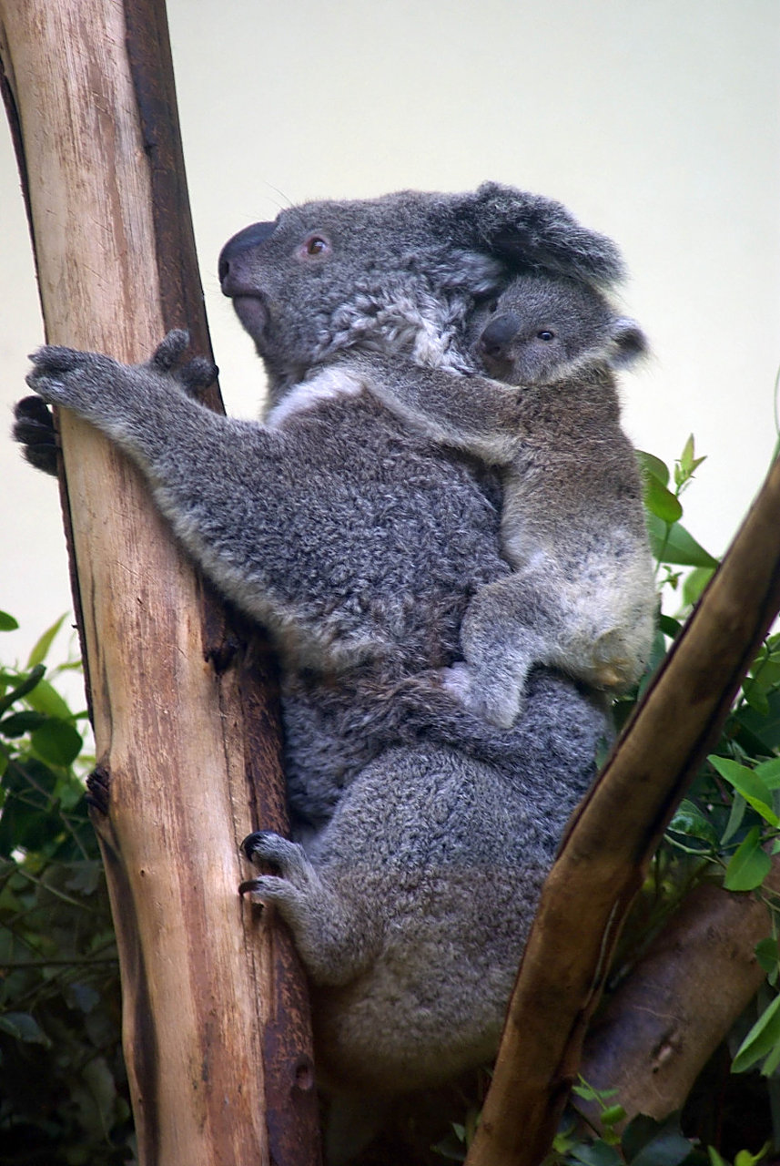 动物趣图# 考拉妈咪背着幼崽爬树,幼崽紧紧抱着的样子,真的好萌啊心 