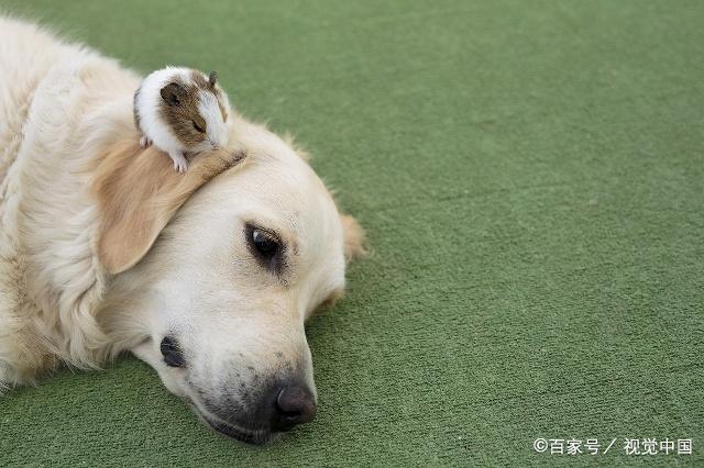 讨厌狗想打死图片