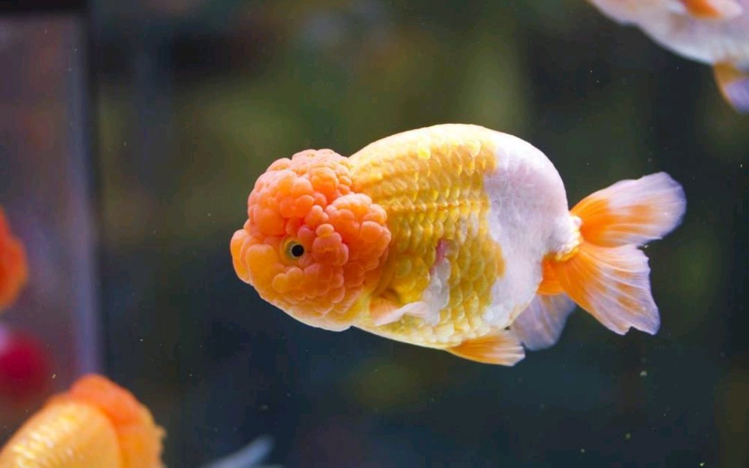 各种奇特美丽的金鱼