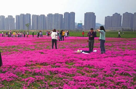 赏花成\伤花\ 紫凤公园琼花树苗1个月被带走20多株