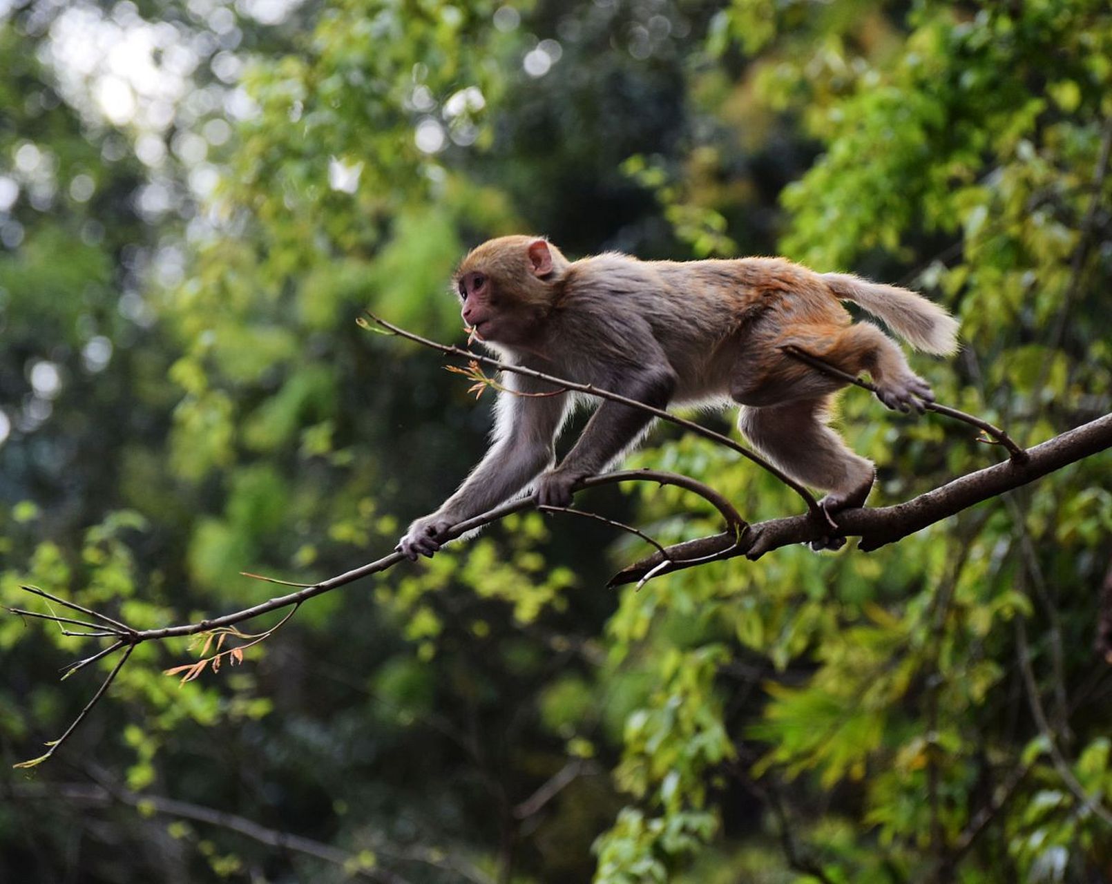 猴王谷景区是文成县西部山区的一颗明珠,面积约为1046公顷,拥有2万余